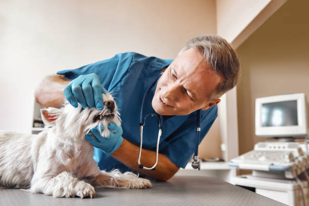 Best Emergency Root Canal Therapy in Ship Bottom, NJ